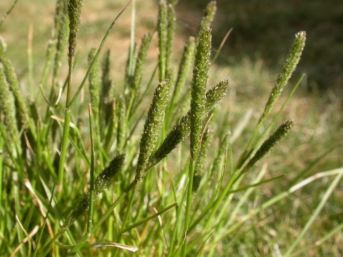 Sporobolus alopecuroides image