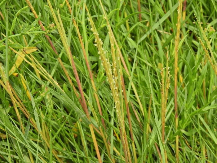 Sporobolus anglicus image