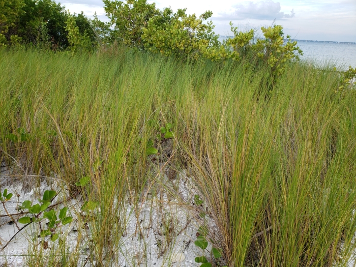 Sporobolus bakeri image