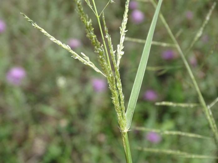 Sporobolus cryptandrus image