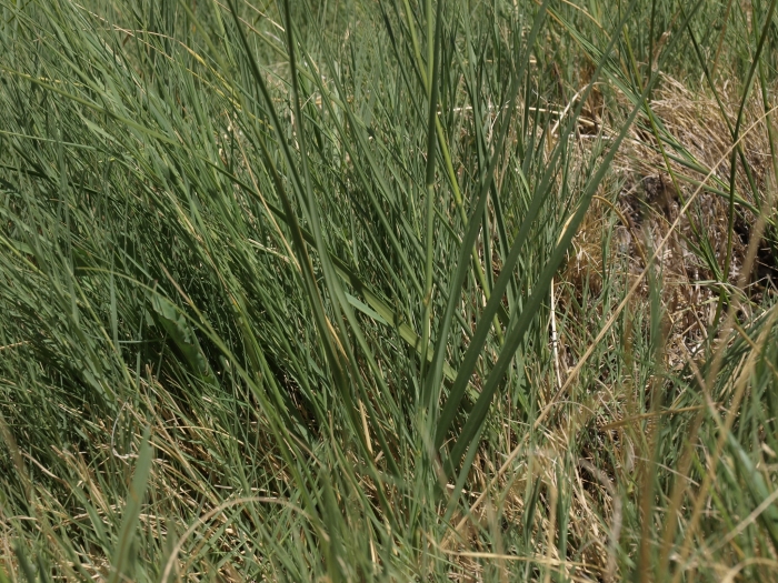 Sporobolus hookerianus image
