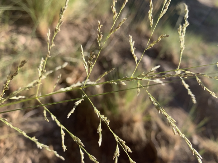 Sporobolus interruptus image