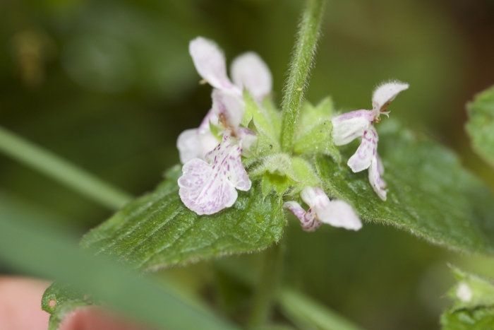 Stachys ajugoides image
