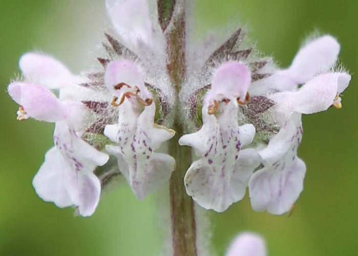 Stachys albens image