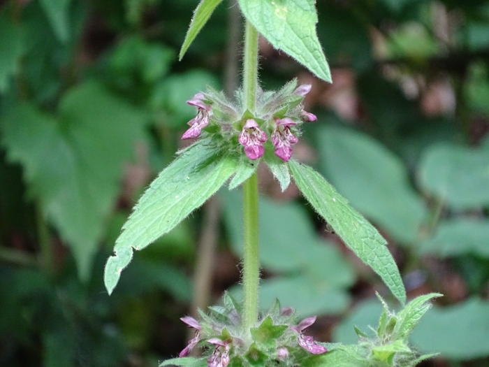 Stachys alpina image