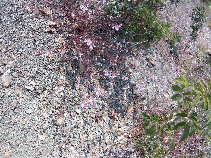 Stachys angustifolia image