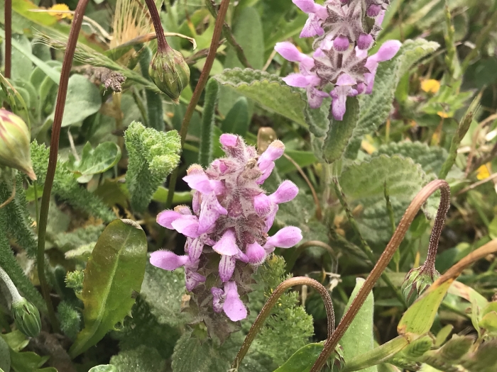 Stachys bullata image
