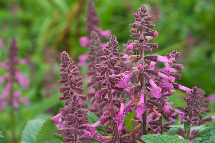 Stachys chamissonis image