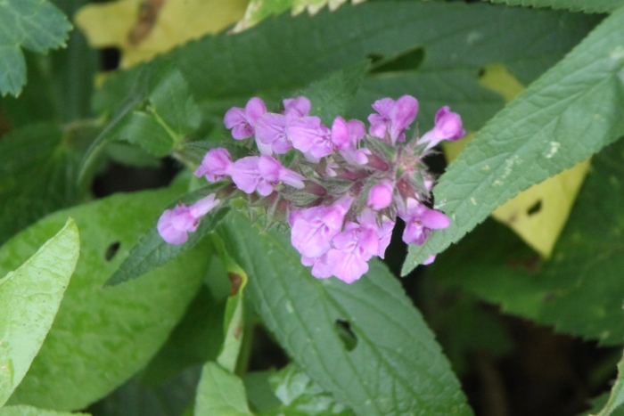Stachys palustris image
