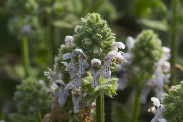 Stachys pycnantha image