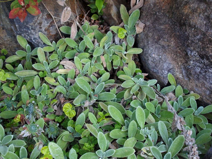 Stachys thirkei image