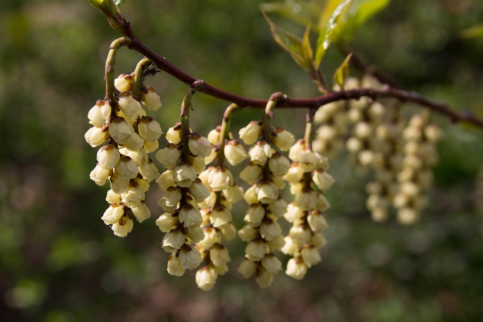 Stachyurus praecox image