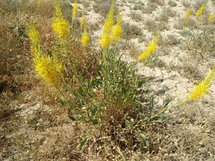 Stanleya pinnata image