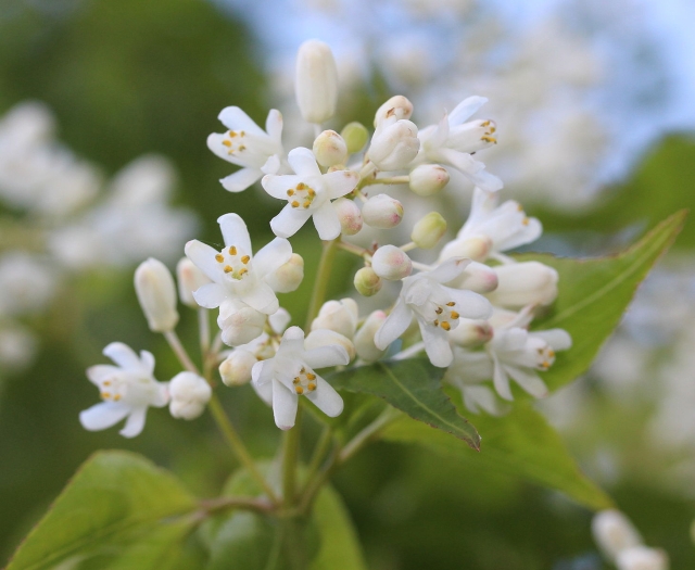 Staphylea bumalda image