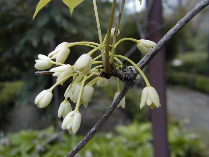 Holboellia coriacea image