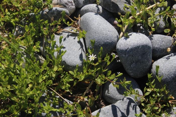 Stellaria humifusa image