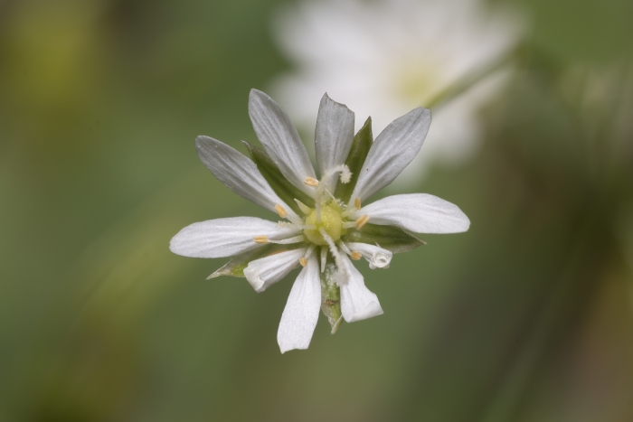 Stellaria longifolia image