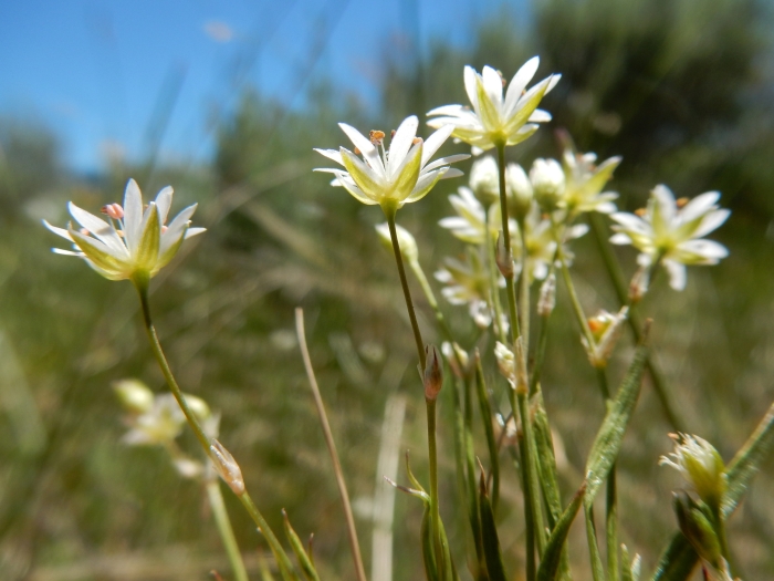 Stellaria longipes image
