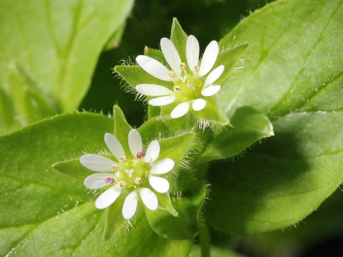 Stellaria media image