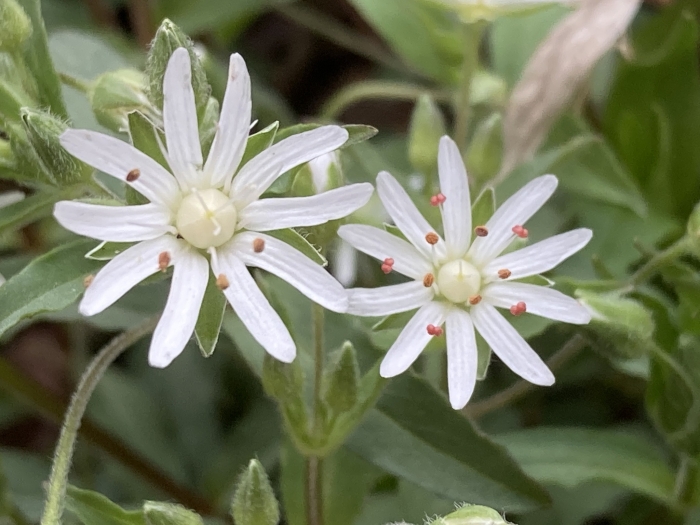 Stellaria pubera image