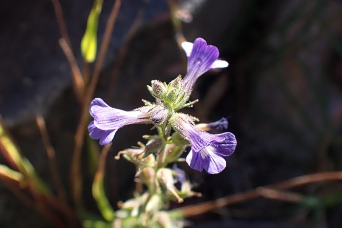 Stemodia durantifolia image