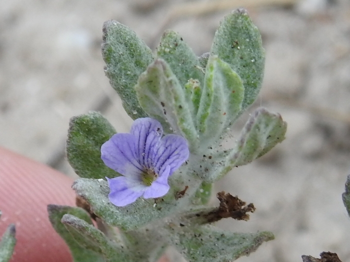 Stemodia lanata image