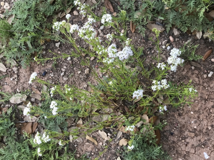 Stenaria nigricans image