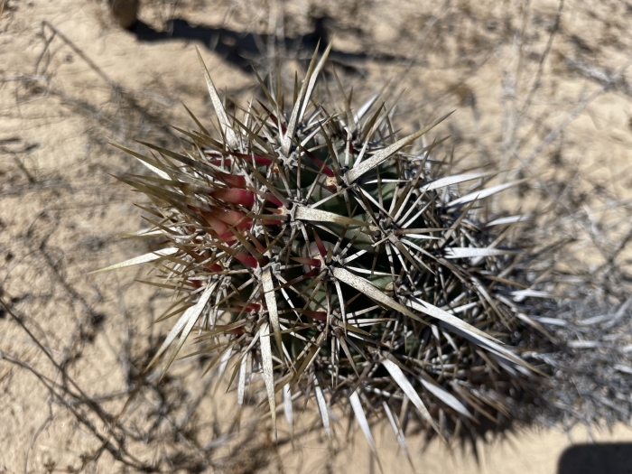 Stenocereus eruca image
