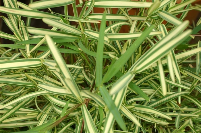 Stenotaphrum secundatum image