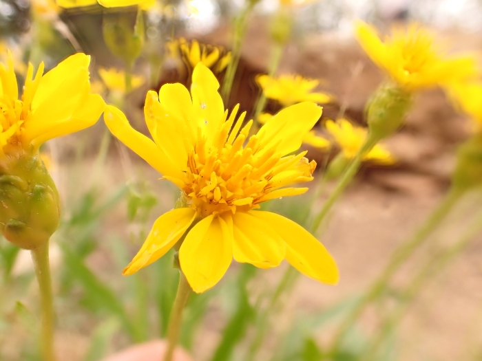 Stenotus armerioides image