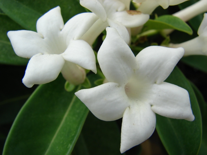 Stephanotis floribunda image