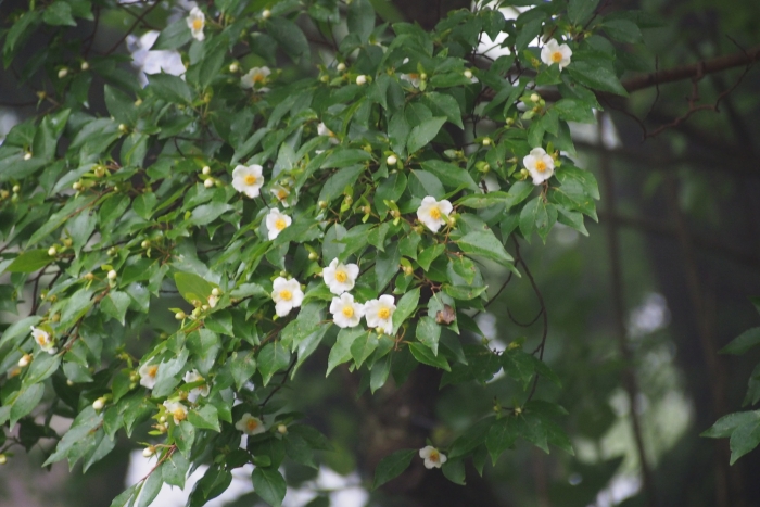 Stewartia monadelpha image