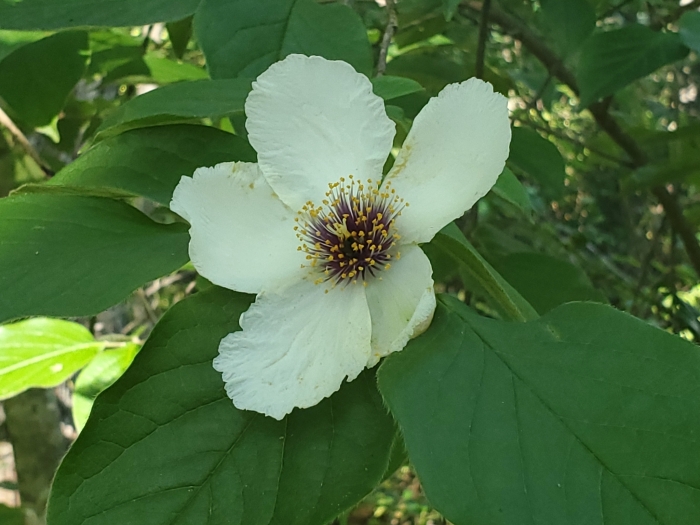 Stewartia ovata image