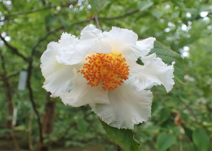 Stewartia pseudocamellia image