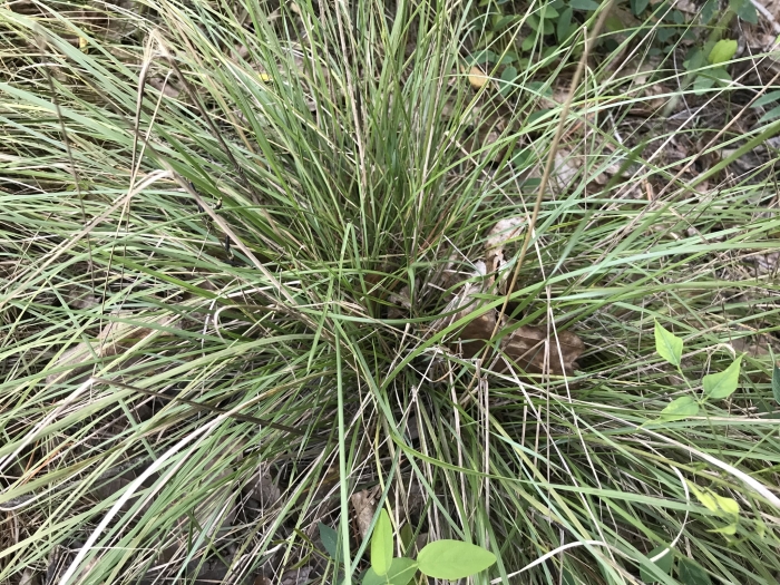 Stipa avenacea image