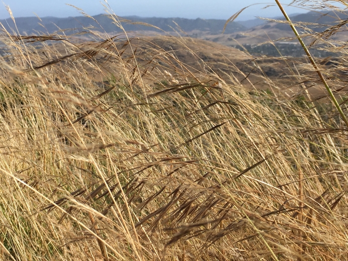 Stipa barbata image