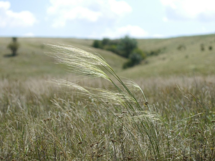 Stipa capillata image