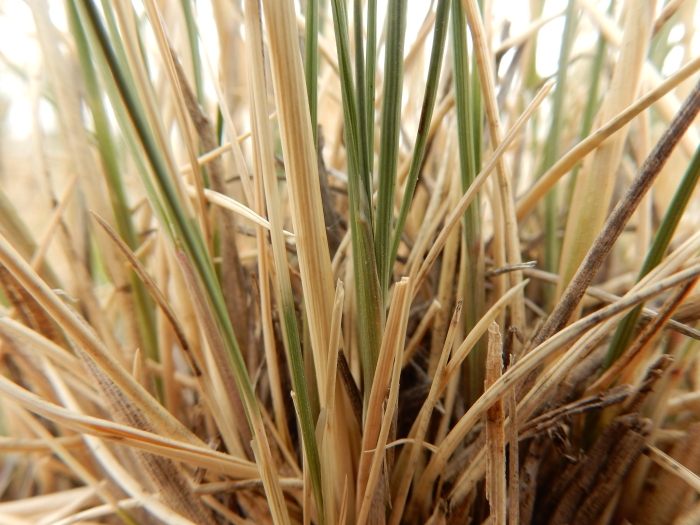 Stipa comata image