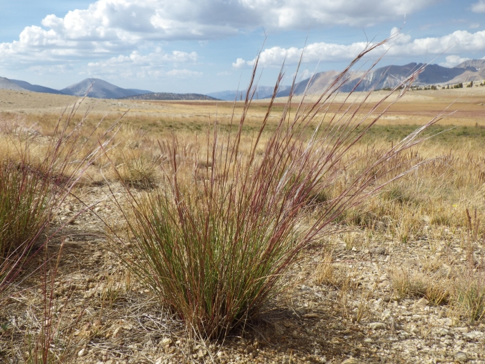 Stipa occidentalis image