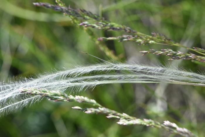 Stipa pennata image
