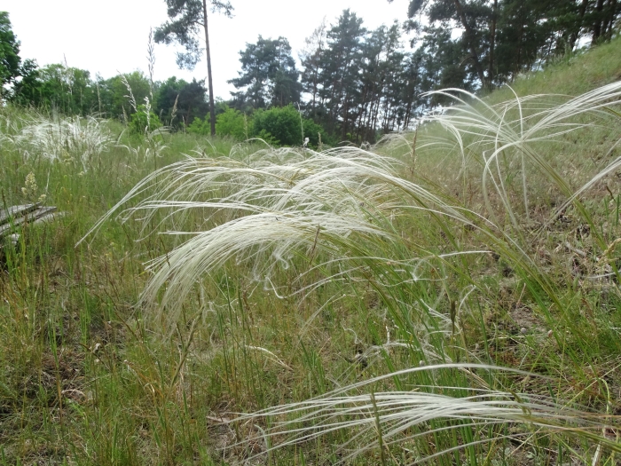 Stipa pulcherrima image