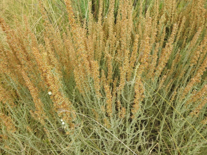 Stoebe plumosa image