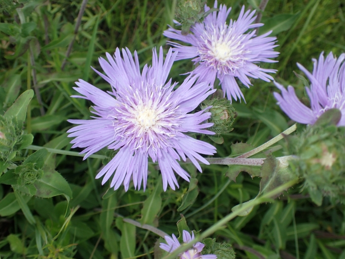 Stokesia laevis image