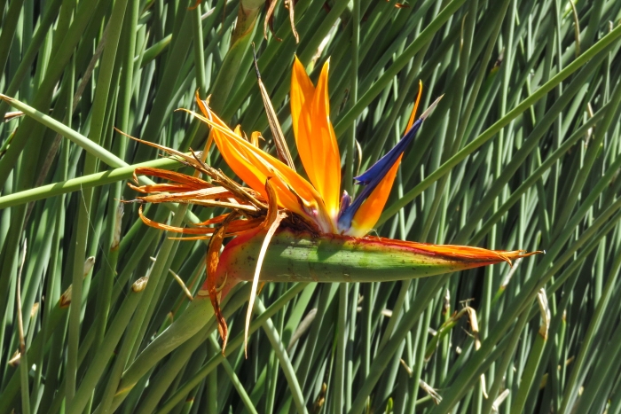 Strelitzia juncea image