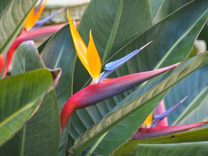 Strelitzia reginae image
