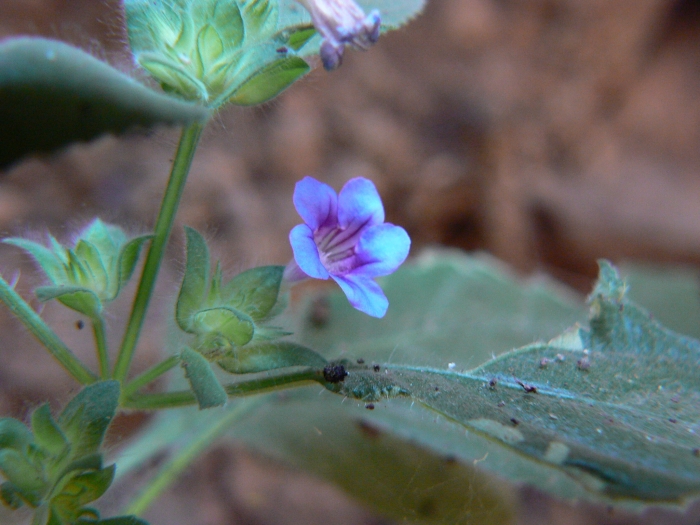 Strobilanthes pavala image