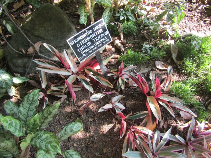 Stromanthe thalia image