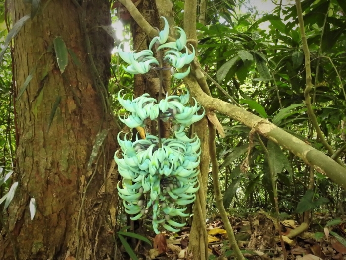 Strongylodon macrobotrys image
