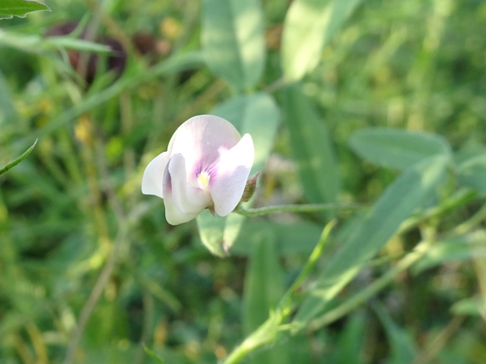Strophostyles leiosperma image