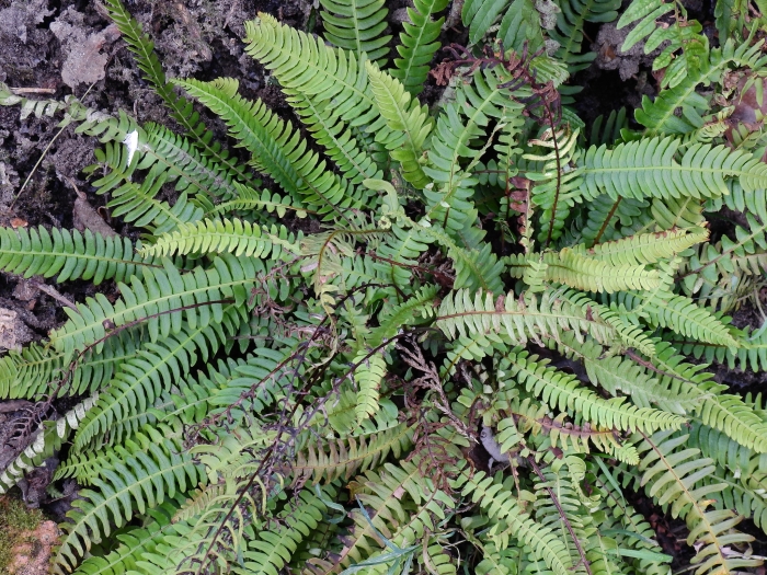 Struthiopteris spicant image